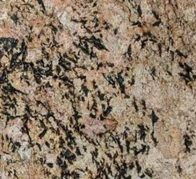 WhatsApp Image 2025-03-24 at 12.19.50_7ace4cec